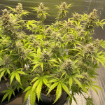 auto-new-york-city-fem-pyramid-seeds.jpg
