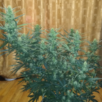 2-fast-2-vast-auto-fem-heavyweight-seeds.png