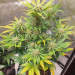 jet-fuel-mandarine-xl-auto-fem-sweet-seeds.jpg