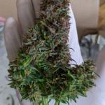 critical-kush-auto-critical-rapido-auto-fem-barneys-farm.jpg