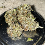 lemon-cherry-gelato-fem-barneys-farm.jpg