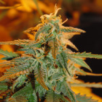 afghan-kush-ryder-auto-world-of-seeds.JPG