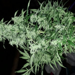 jack-47-auto-sweet-seeds.jpg