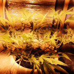 sweet-skunk-auto-fem-sweet-seeds.jpg