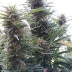sexbud-fem-female-seeds.jpg