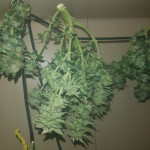monster-gelato-fem-monster-genetics.jpg