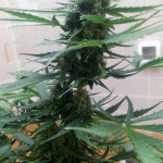 blue-dream-auto-humboldt-seeds.jpg