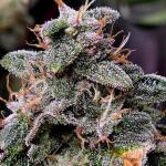 notorious-thc-fem-humboldt-seed-company.jpg