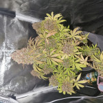 purple-haze-auto-fem-original-sensible-seeds.jpg