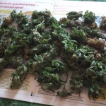 s.a.d.-sweet-afgani-delicious-auto-fem-sweet-seeds.jpg