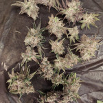 strawberry-og-cookies-r1-fem-ethos-genetics.jpg