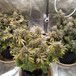grandaddy-purple-fem-blimburn-seeds.jpg