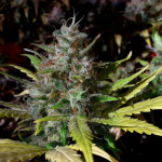 critical-kali-mist-fem-delicious-seeds.jpg