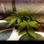 gorilla-glue-4-fem-anesia-seeds.png