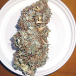 fruit-punch-auto-fem-heavyweight-seeds.jpg