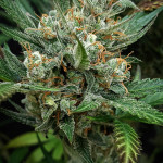 jealousy-z-xl-auto-fem-sweet-seeds.jpg