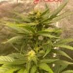 girl-scout-cookies-auto-fem-original-sensible-seeds.jpg