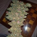 grandmommy-purple-auto-fem-herbies-seeds.jpg