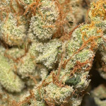 orange-creampop-fem-humboldt-seed-company.jpg