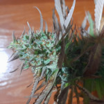 amnesia-haze-fem-victory-seeds.jpg