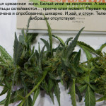blue-mystic-automatic-nirvana-seeds.JPG