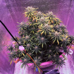indian-kush-fem-vip-seeds.jpg