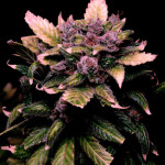sweet-zenzation-xl-auto-fem-sweet-seeds.jpg