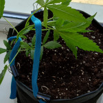 auto-white-widow-fem-pyramid-seeds.jpg