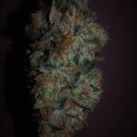 peyote-cookies-fem-barneys-farm.jpg