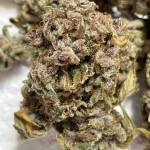 purple-punch-og-xl-auto-fem-sweet-seeds.jpg