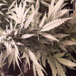 sweet-skunk-auto-fem-sweet-seeds.jpg