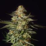 blueberry-hill-fem-herbies-seeds.jpg