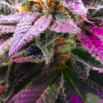 lucid-bolt-fem-paradise-seeds.jpg
