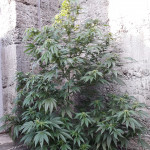 l.a.-amnesia-paradise-seeds.jpg