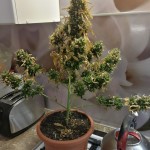 auto-northern-lights-00-seeds.jpg
