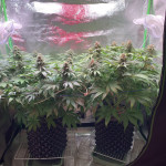 goldmine-fem-heavyweight-seeds.jpg