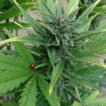original-white-widow-ibl-fem-paradise-seeds.png