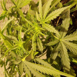auto-new-york-city-fem-pyramid-seeds.jpg