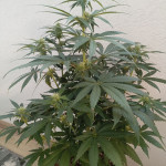 strawberry-amnesia-fem-herbies-seeds.jpg