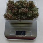 purple-juice-auto-fem-herbies-seeds.jpg
