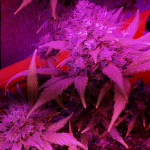critical-kali-mist-fem-delicious-seeds.jpg