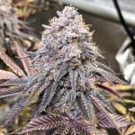 la-bomba-fem-compound-genetics.jpg