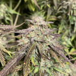 vanilla-latte-auto-fem-humboldt-seed-company.jpg