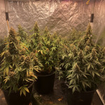 blue-dream-auto-humboldt-seeds.jpeg