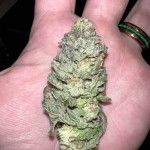 blue-sunset-sherbert-fem-barneys-farm.jpg