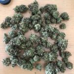 blueberry-cheese-auto-blue-cheese-auto-fem-barneys-farm.jpg