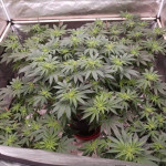shawty-r1-fem-ethos-genetics.jpg