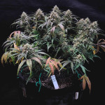 wedding-cake-auto-fem-barneys-farm.jpg