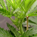 mimosa-shot-fem-herbies-seeds.jpg