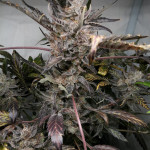 papaya-zoap-auto-fem-sweet-seeds.jpg